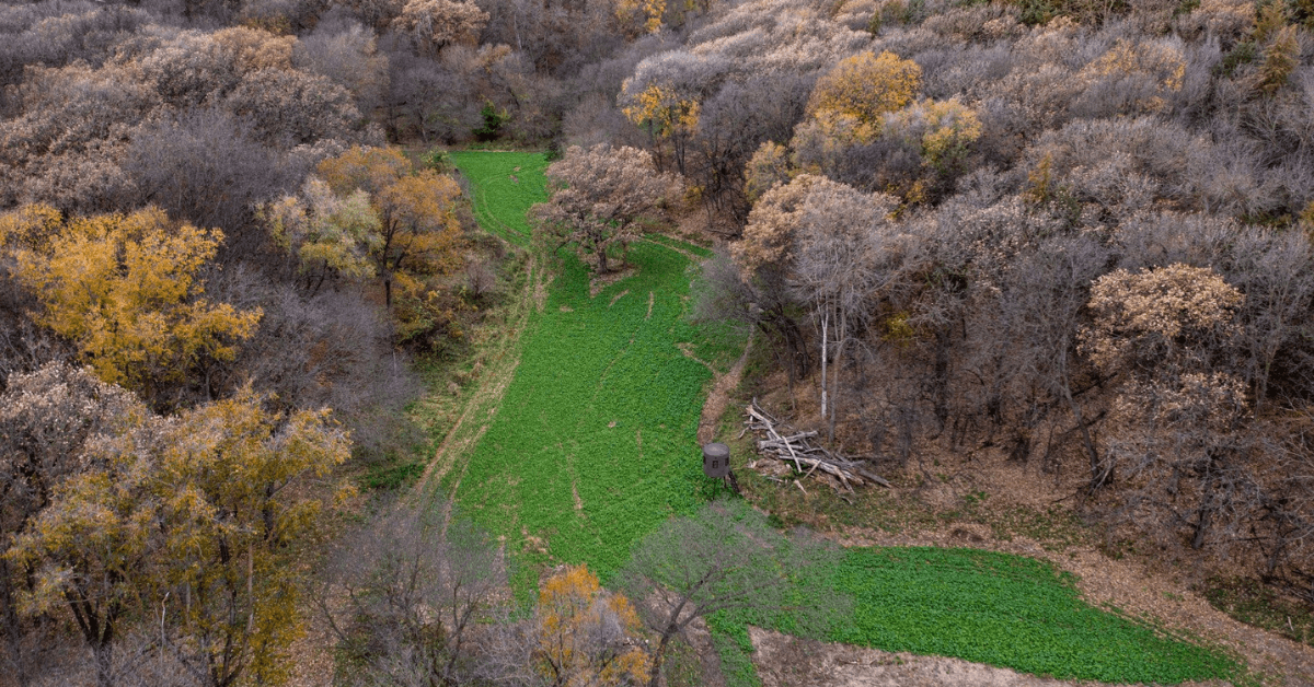 Food Source Transitions and How to Provide Year-Round Nutrition for Deer